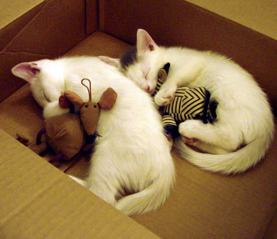 极速突围，当F1街道赛的狂飙遇上山西队冲破76人防线的较量