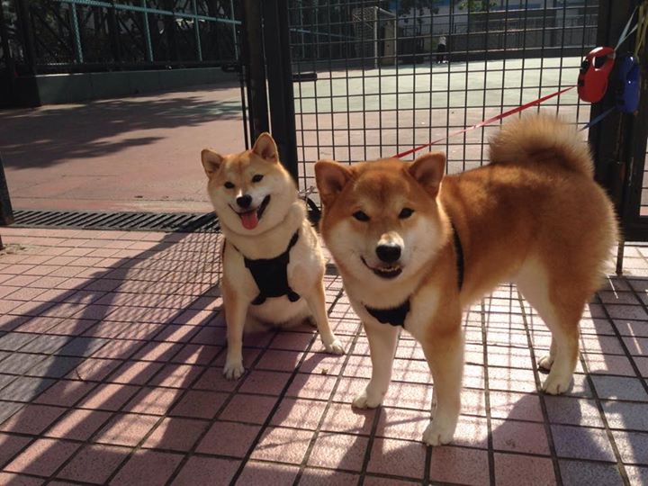 双线叙事，鏖战老鹰与奥运接管，塔图姆如何在一个夜晚定义自己的时代