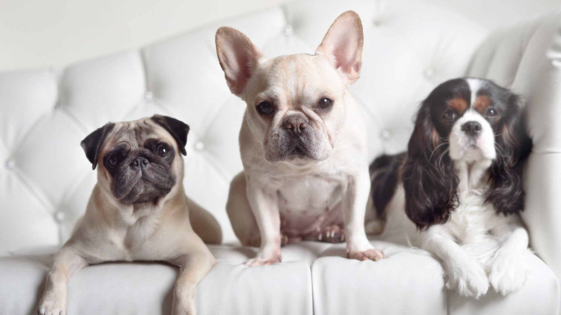 体系失灵处，克莱举枪拯救绿军，一个被遗忘的关键先生如何定义强压美学