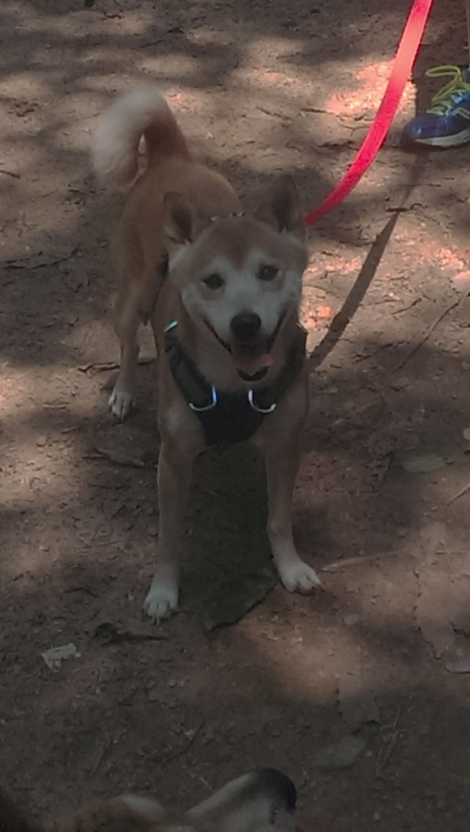 东方挑战西方的败局，班凯罗火力全开，步行者速胜揭示篮球鸿沟