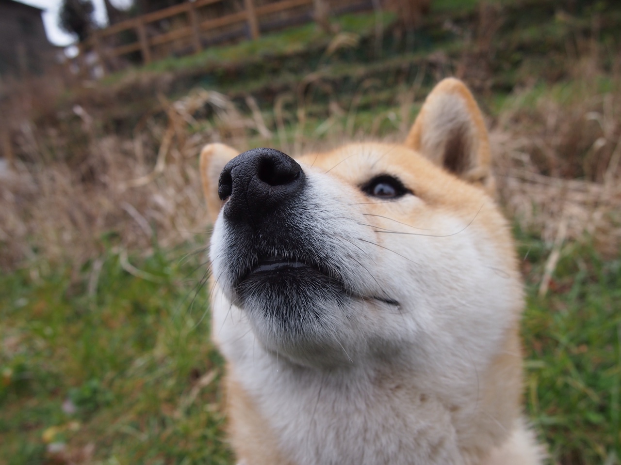 跨越联赛界限的较量，武切维奇关键球闪耀赛场，耀眼巨星价值