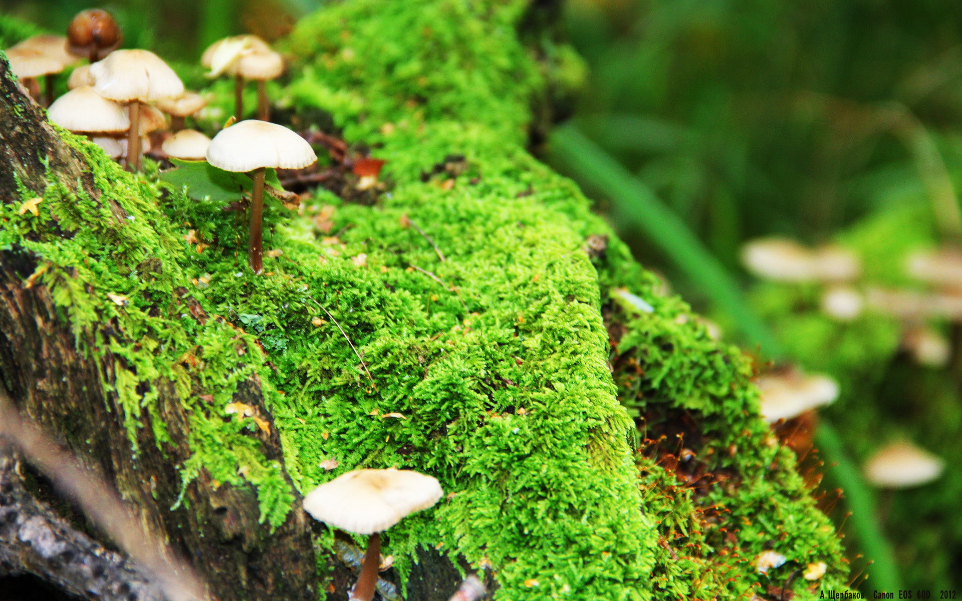 优雅的雷霆与年轻的狂澜，当哈登的完美演出遇上森林狼的狂野风暴