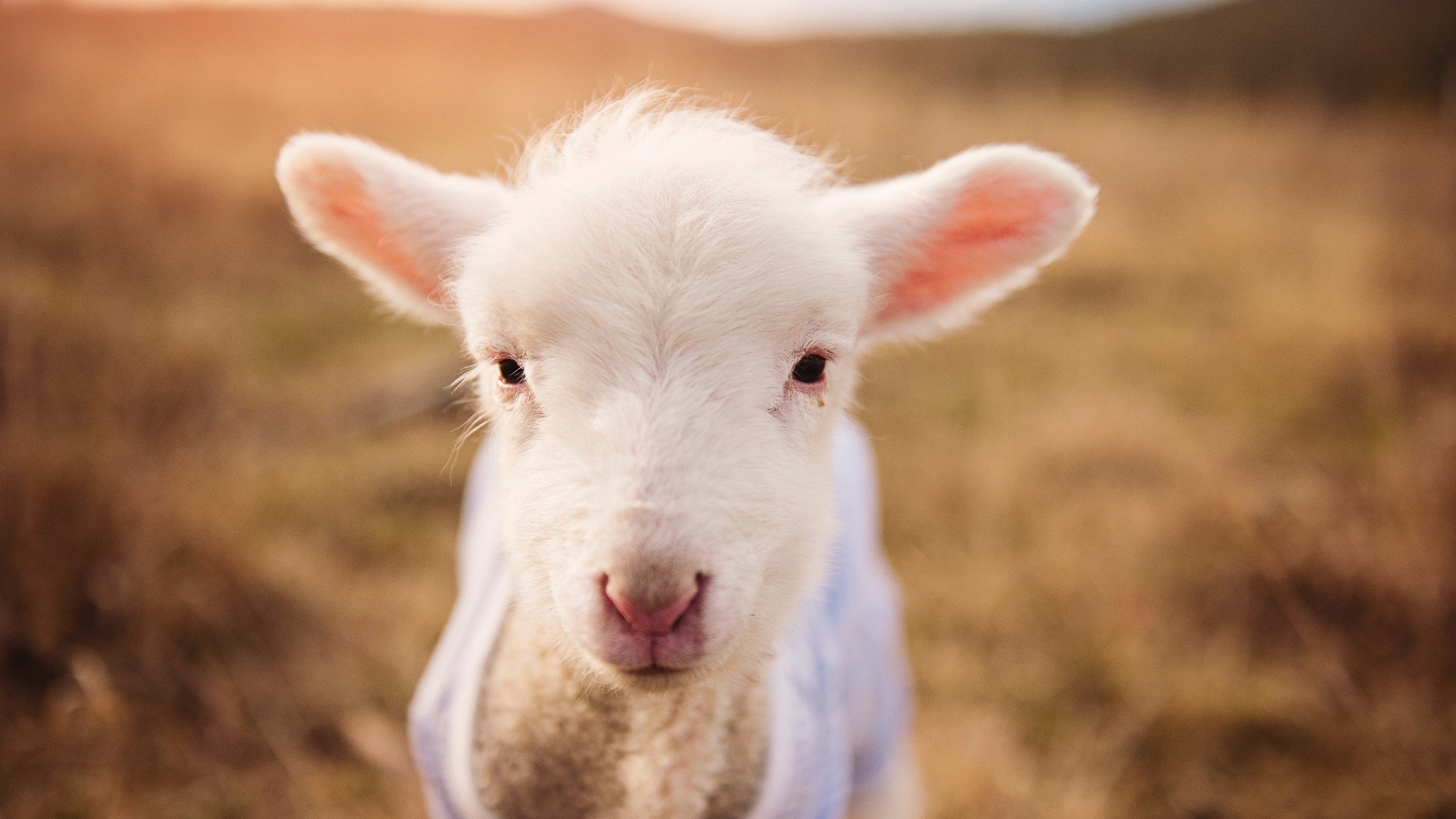 孤勇者的加冕礼，基米希在F1史上最戏剧性争冠夜的教科书级演绎