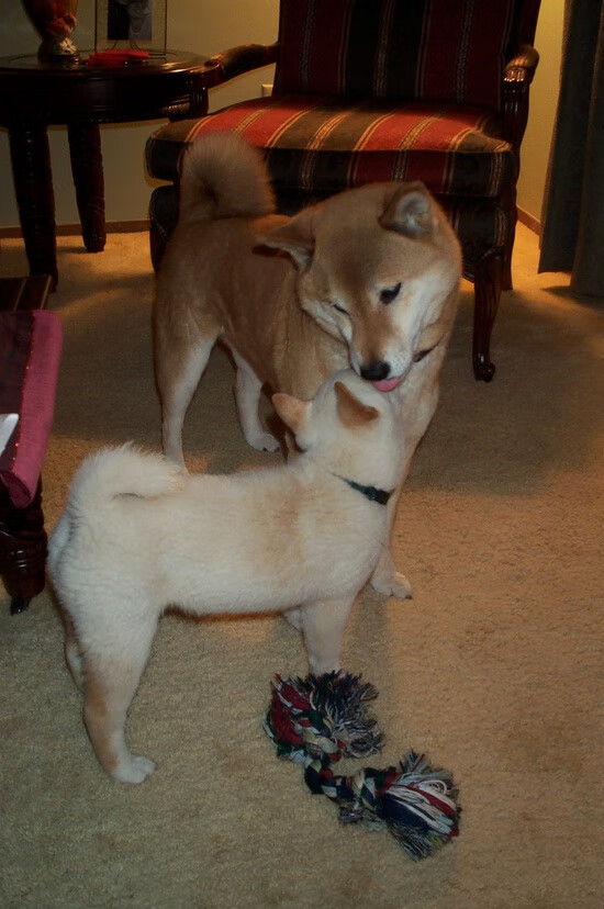 两场决赛，一种法则，欧冠半决赛之夜与杜兰特的冠军级启示