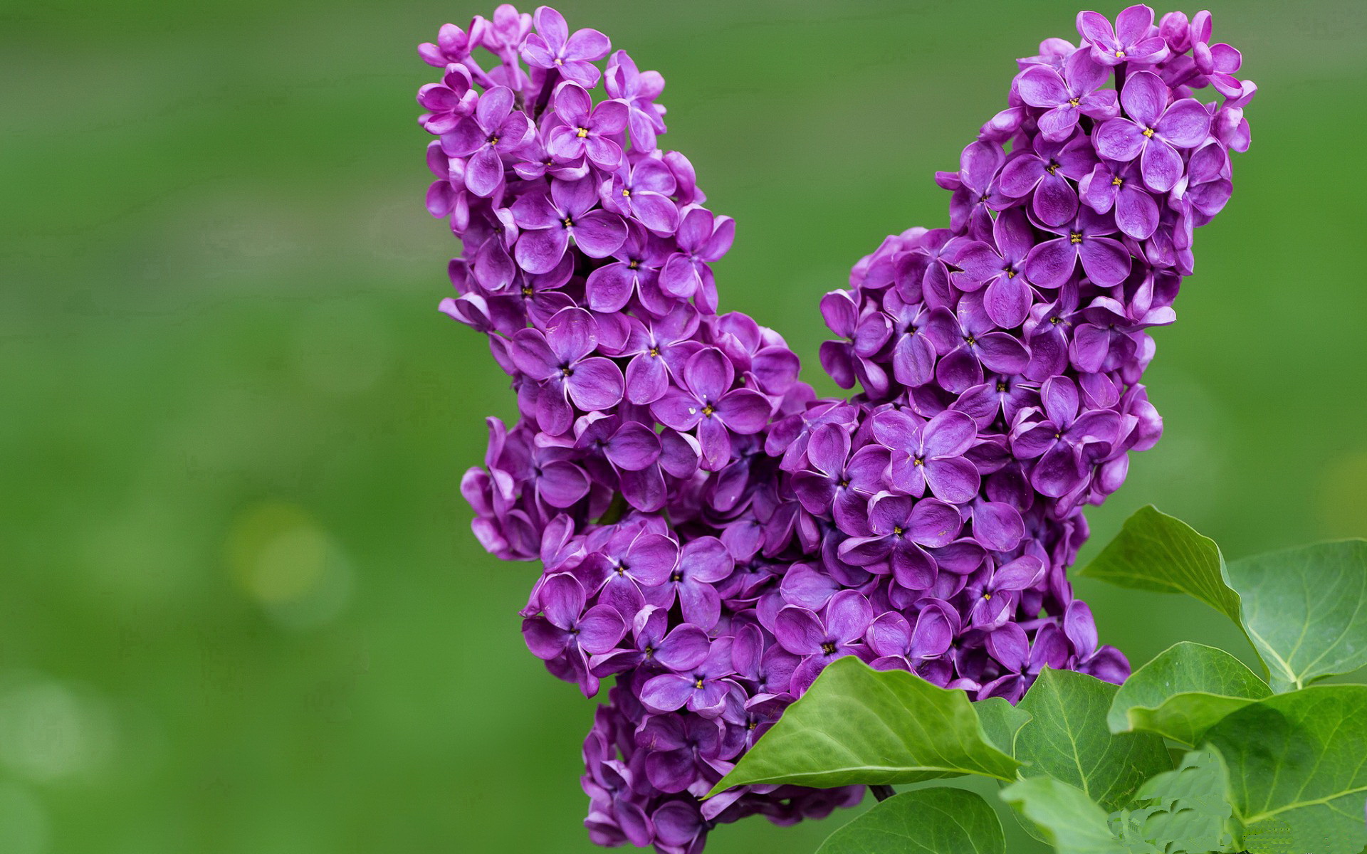 武切维奇救赎之战爆发，吉林队雷霆万钧提前终结悬念