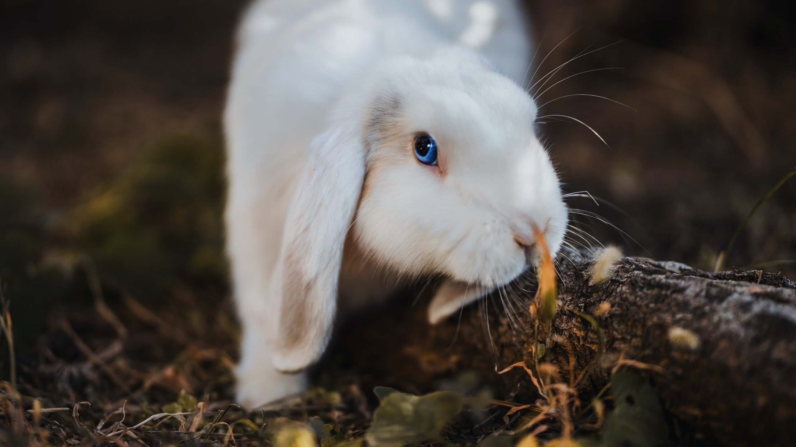 今夜，他收割的不是比分，而是全部睡眠