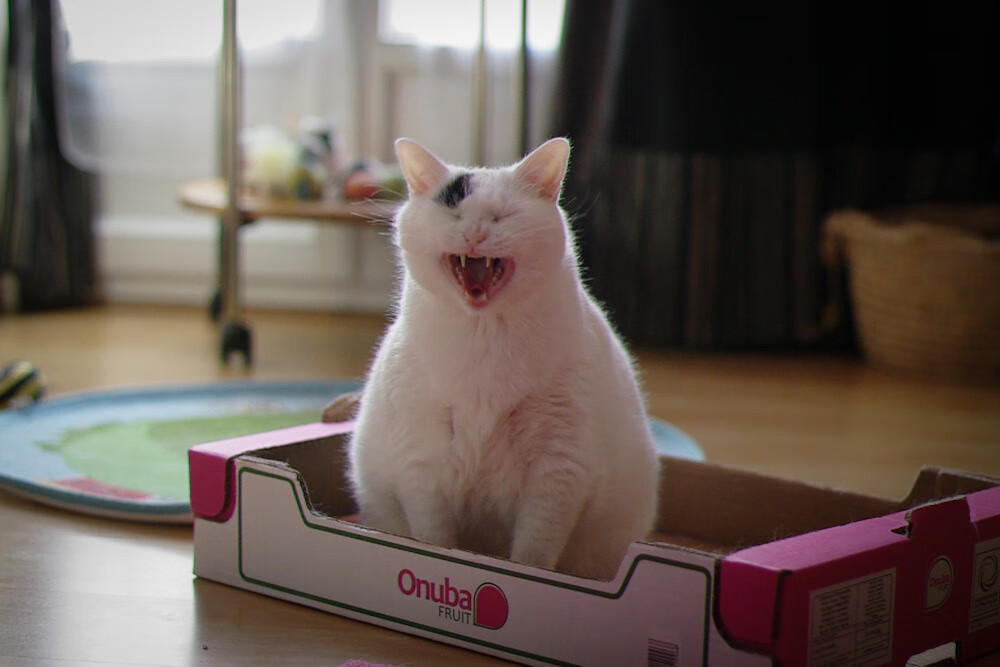 命运操盘手的叹息，当布伦森按下篮球宇宙的静音键