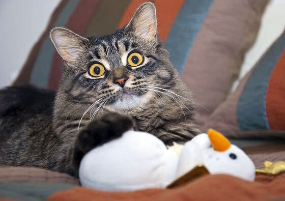 钢铁丛林的休止符，哈登末节十九分诠释关键先生真意