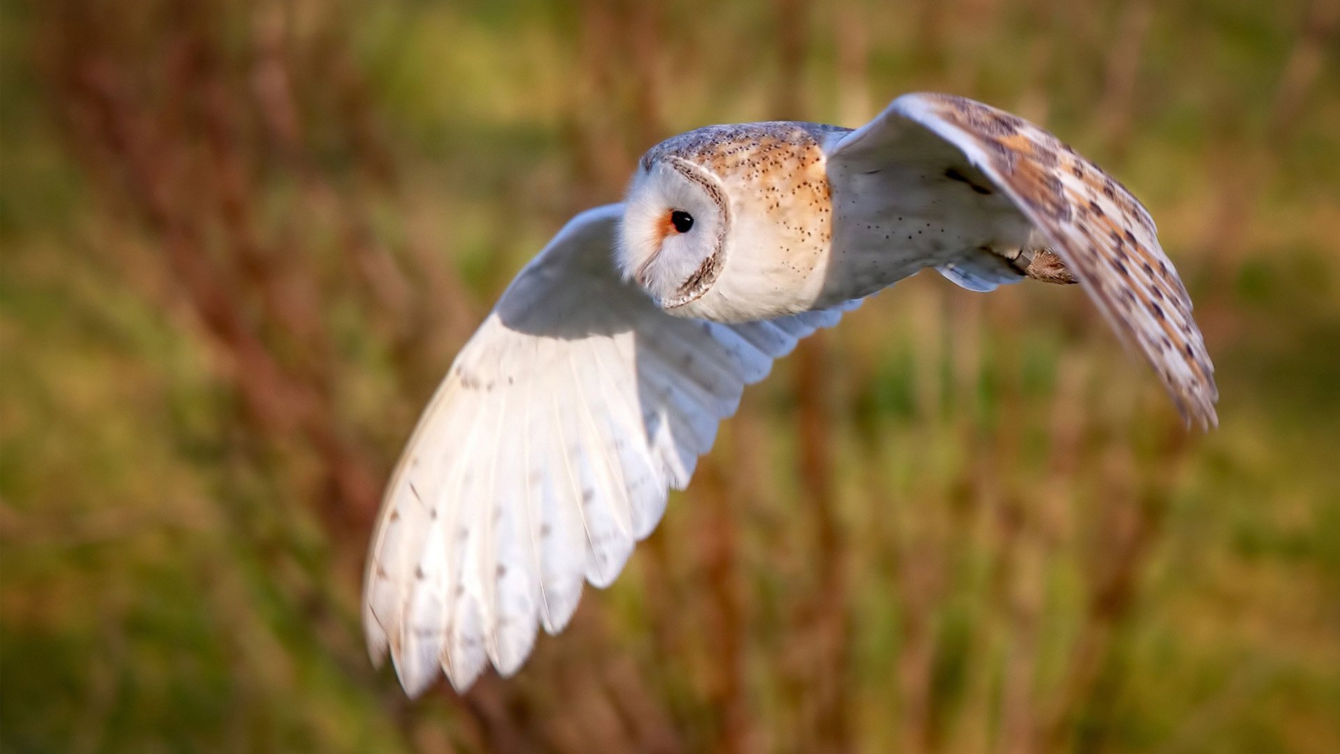 诺坎普奇迹,无人看好的阿克如何一球击碎拜仁神话?