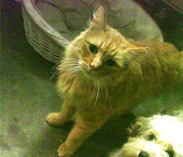 墨色防守,布伦森如何在火箭对阵猛龙中一笔锁乾坤